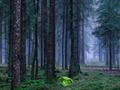 Spēle Mistisks saulriets mežā  online