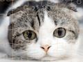 Spēle Kaķu puzzle laiks  online