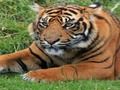 Spēle ZOO nieki online Spēle ZOO nieki online