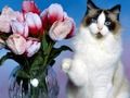 Spēle Smieklīgi kaķi  online