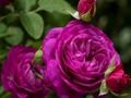 Spēle Violetas rozes  online