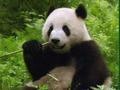 Spēle Pandas mīkla  online
