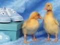 Spēle Burvīgas mazas radības mīkla  online
