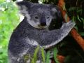 Spēle Jauks mazulis Koala lācis  online