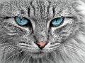 Spēle Cat Eye finierzāģis  online