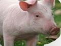 Spēle Skrāpējiet un uzminiet dzīvniekus  online