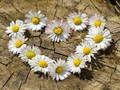 Spēle Daisy Heart finierzāģis  online