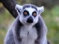 Spēle Dzīvnieku atjautības spēle  online