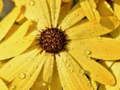 Spēle Ziedu ziedlapiņas Raindrop Jigsaw  online