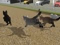 Spēle Run Cat Cat Race online