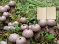 Spēle Likoperdona sēņu zemes bēgšana  online