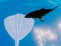 Spēle Sērfošana Stingrays online Spēle Sērfošana Stingrays online