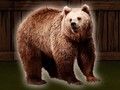 Spēle Glābiet Grizzly Bear  online