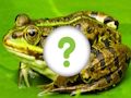 Spēle Dzīvnieku āda  online