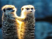 Spēle Meerkat pāris finierzāģis  online