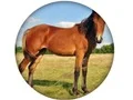 Spēle Animal Quiz online