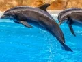 Spēle Sea Dolphin Jigsaw online