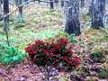 Spēle Bernati Forest Adventure online