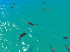Spēle Hungry Shark Hunt online