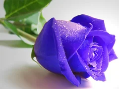 Spēle Blue Roses online