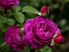 Spēle Purple Roses online
