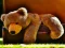 Spēle Plush Teddy Bear online