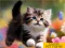 Spēle Puzzle Sliding Kittens online