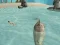 Spēle Shark Simulator Beach Killer online