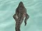 Spēle Crocodile Simulator Beach Hunt online