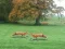 Spēle Hunted Fox online