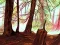 Spēle Hidden Stars online