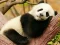Spēle Animal Differences online