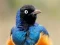 Spēle Animal Puzzle: Wildlife & Logic online