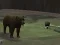 Spēle Bear Den online