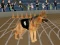Spēle Crazy Dog Racing Fever online