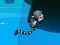 Spēle Jungle Jump online