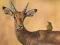 Spēle Wild Deer Jigsaw online