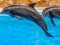 Spēle Sea Dolphin Jigsaw online