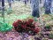 Spēle Bernati Forest Adventure online