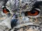 Spēle Wild owl Jigsaw online