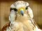 Spēle Gyrfalcon Jigsaw online