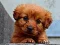 Spēle Puppy Puzzle online