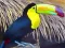 Spēle Toucan Bird Jigsaw online