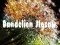 Spēle Dandelion Jigsaw online