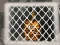 Spēle Tiger Escape 1 online