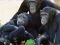 Spēle Funny Chimpanzee Jungle Escape online