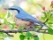 Spēle Hidden Spots Birds online