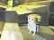 Spēle Kogama: Adventure online