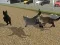 Spēle Run Cat Cat Race online