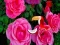 Spēle Precious Rose Escape online